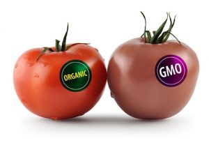 gmo_tomato